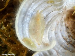Phyllaplysia lafonti, Las Palmas, ES-CN, ES 2024