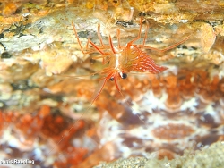 Lysmata seticaudata, Las Palmas, ES-CN, ES 2026