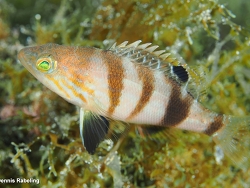 Serranus hepatus, Las Palmas, ES-CN, ES 2026