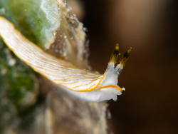 Dermatobranchus albus thumbnail