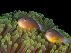 Amphiprion akallopisos thumbnail