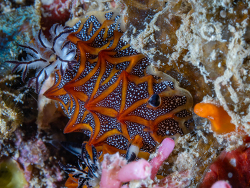 Halgerda tessellata thumbnail