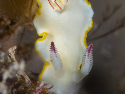Thorunna africana thumbnail