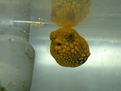  juveniler Arothron mappa - Mappa-Kugelfisch  (c) by Claude Schuhmacher