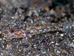 Fusigobius gracilis thumbnail