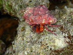 Calcinus rosaceus thumbnail