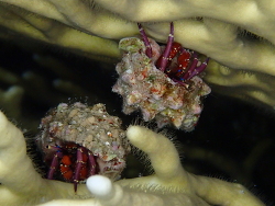 Calcinus rosaceus thumbnail