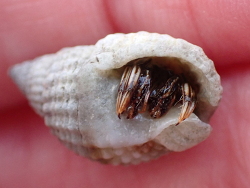 Clibanarius signatus thumbnail