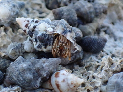 Clibanarius signatus thumbnail