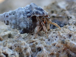 Clibanarius signatus thumbnail