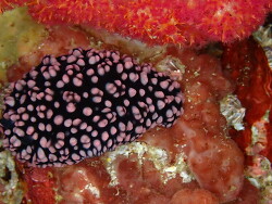 Phyllidiella nigra thumbnail