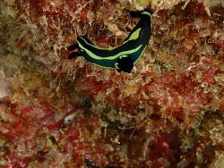 Tambja fantasmalis thumbnail