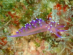 Coryphellina arveloi thumbnail