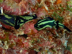 Tambja fantasmalis thumbnail