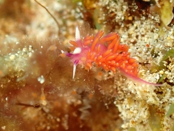 Flabellina ilidioi thumbnail