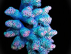Acropora millepora thumbnail