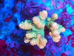 Acropora millepora thumbnail