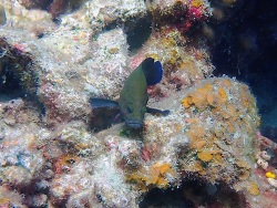 Foto: Perhentian-Inseln, Malaysia