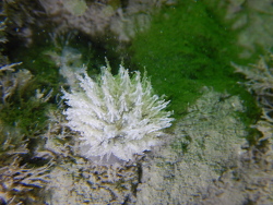 Janolus hyalinus,Weg naar de Val 12, 4301 RM Zierikzee, Nederland 2018