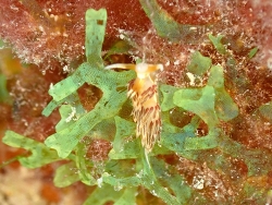 Cratena scintilla thumbnail