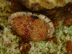 Naria nebrites,Dahab, EG-JS, EG 2026
