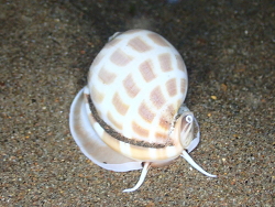 Phalium areola thumbnail