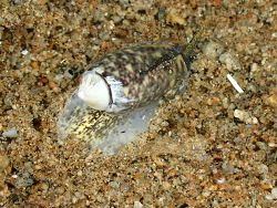 Oliva carneola thumbnail