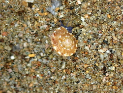 Heliacus implexus,Washington Street District III, Dauin, 6217 Negros Oriental, Filipijnen 2025