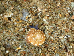 Heliacus implexus thumbnail