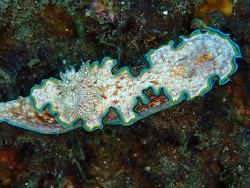Glossodoris acosti thumbnail