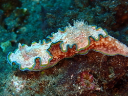 Glossodoris acosti thumbnail