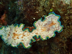 Glossodoris acosti thumbnail
