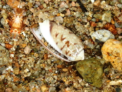 Oliva oliva thumbnail