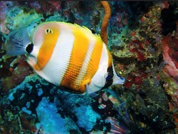 Coradion chrysozonus thumbnail