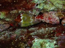 Conus ventricosus thumbnail