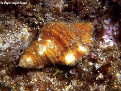 Septa occidentalis thumbnail