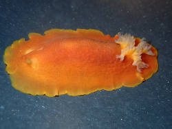 Doriopsilla davebehrensi thumbnail