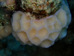 Paramontastraea peresi thumbnail