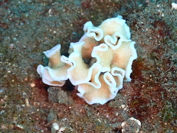 Leptoseris papyracea thumbnail