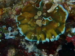 Leptoseris tubulifera thumbnail