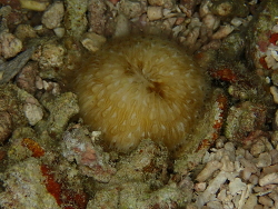 Cycloseris cyclolites,Alona Beach, Panglao, Bohol, Filipijnen 2025