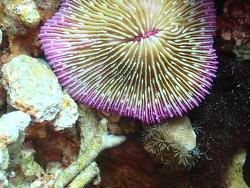 Fungia fungites, Philippines 2025