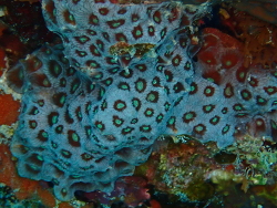 Favites pentagona,Bo. Bolod Island of Panglao, Panglao, 6340 Bohol, Filipijnen 2025
