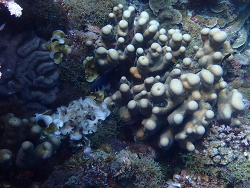 Pavona clavus,Anos Fonacier Circumferential Rd, Panglao, Bohol, Filipijnen 2025