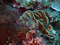 Pectinia lactuca, Philippines 2025