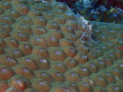 Diploastrea heliopora thumbnail