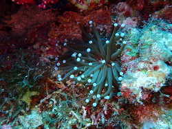 Heliofungia actiniformis thumbnail