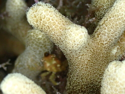 Porites cylindrica thumbnail