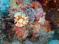 Leptoseris tubulifera thumbnail