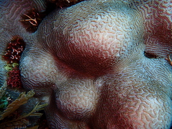 Leptoria phrygia thumbnail